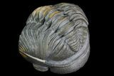 Perfectly Enrolled Morocops (Phacops) Trilobite #71678-2
